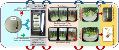 Enhancing dendrobine production in Dendrobium nobile through mono-culturing of endophytic fungi, Trichoderma longibrachiatum (MD33) in a temporary immersion bioreactor system